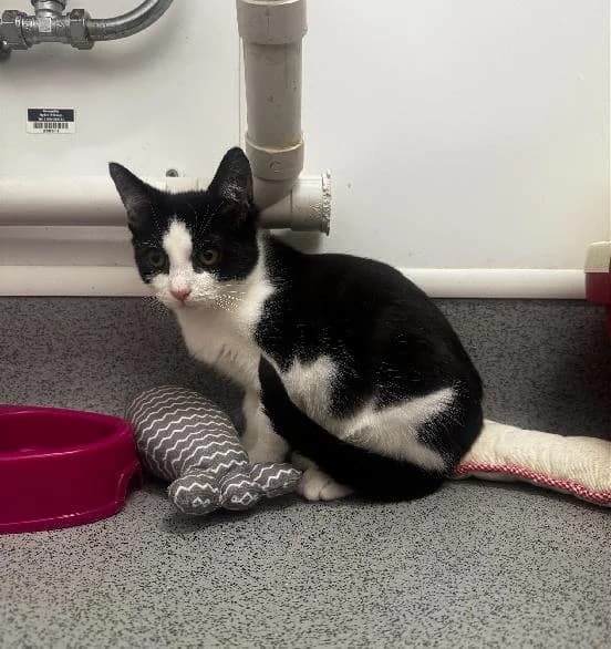 Alec, male puppy Mixed Breed Cat for adoption at Scottish SPCA, Edinburgh