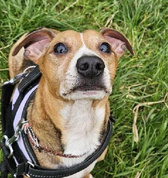 Tyson, male senior Jack Russell Terrier for adoption at Scottish SPCA, Edinburgh