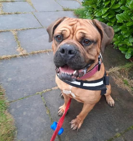 Zeus, male 4yo English Bulldog for adoption at Scottish SPCA, Edinburgh