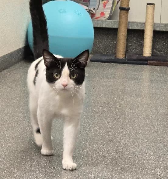 Marlin, male Mixed Breed Cat for adoption at Edinburgh