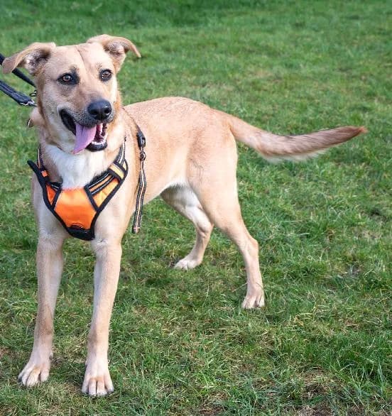 Zelda, female Mixed Breed for adoption at Edinburgh