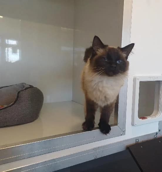 Rayne, female Ragdoll for adoption at Scottish SPCA, Edinburgh