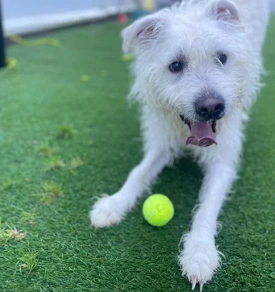 Tam, male mixed breed for adoption at Scottish SPCA, Edinburgh