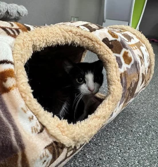 Jinx and Pocus, female 3yo Mixed Breed Cat for adoption at Scottish SPCA, Edinburgh