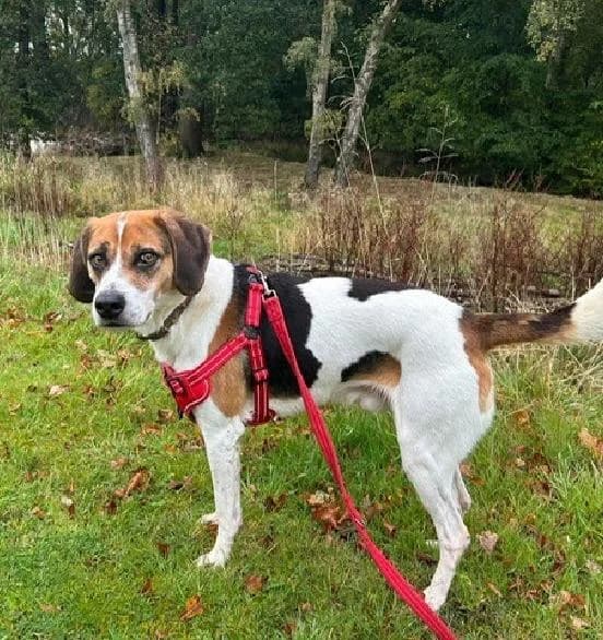 Ollie, male 4yo Beagle for adoption at Scottish SPCA, Edinburgh