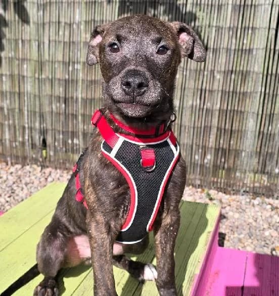 Pacino, male puppy Lurcher for adoption at Scottish SPCA, Edinburgh