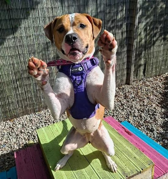 Luna, female 3yo English Bulldog for adoption at Scottish SPCA, Edinburgh