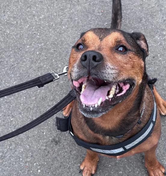 Buster, male senior Staffordshire Bull Terrier for adoption at Scottish SPCA, Edinburgh