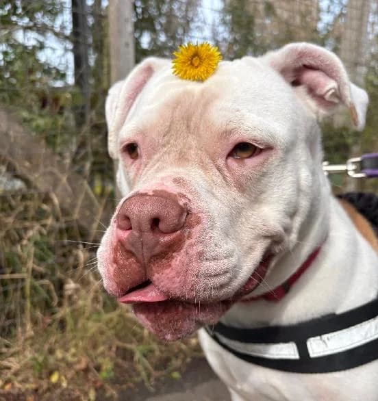 Olive, female senior English Bulldog for adoption at Scottish SPCA, Edinburgh