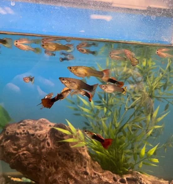 Fish Friends, Guppy for adoption at Scottish SPCA, Edinburgh