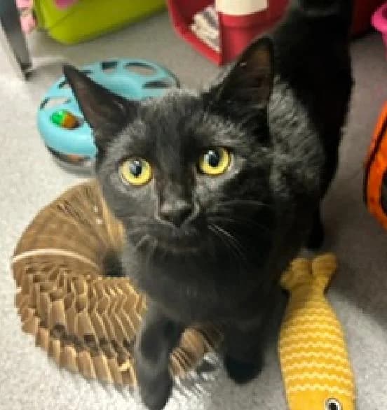 Aimelia, female puppy Mixed Breed Cat for adoption at Scottish SPCA, Edinburgh