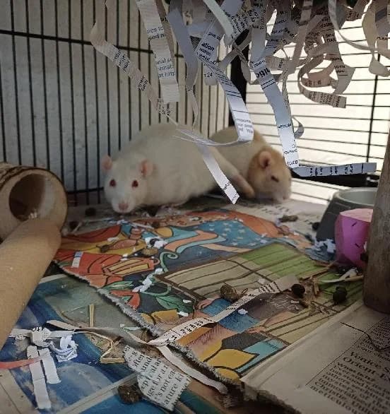 The Golden Girls, female mixed breed for adoption at Scottish SPCA, Edinburgh