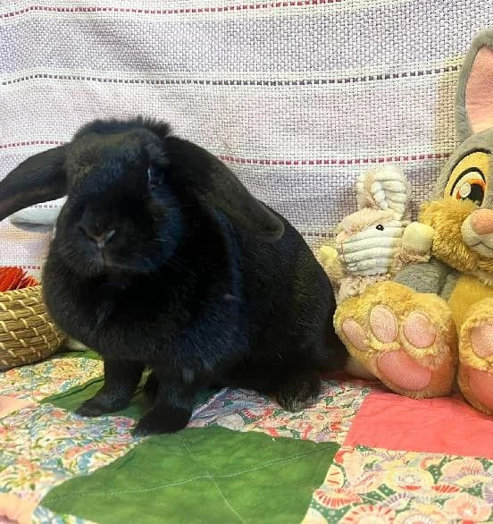 Vivienne, female Mixed Breed for adoption at Scottish SPCA, Edinburgh