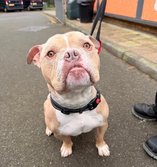 Ronnie, male 3yo English Bulldog for adoption at Scottish SPCA, Edinburgh