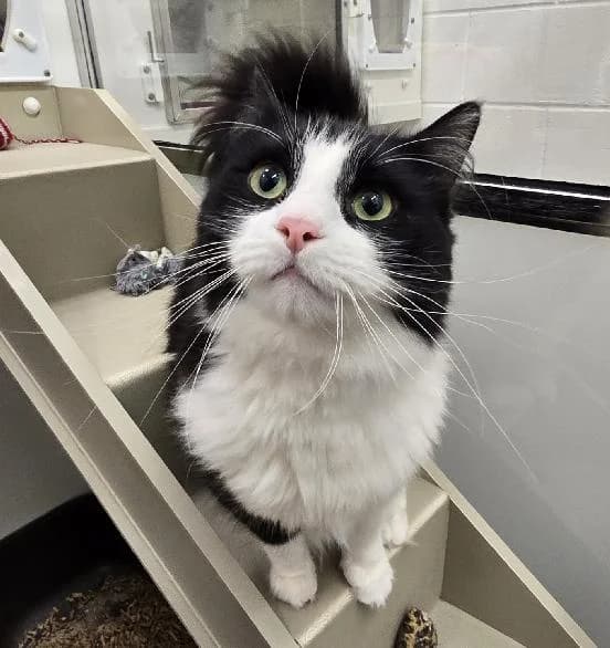 Manu, male 3yo Mixed Breed Cat for adoption at Scottish SPCA, Edinburgh