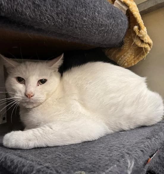 William, male senior Ragdoll for adoption at Scottish SPCA, Edinburgh