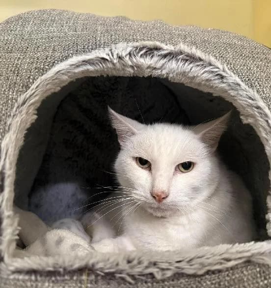 William, male senior Mixed Breed Cat for adoption at Scottish SPCA, Edinburgh