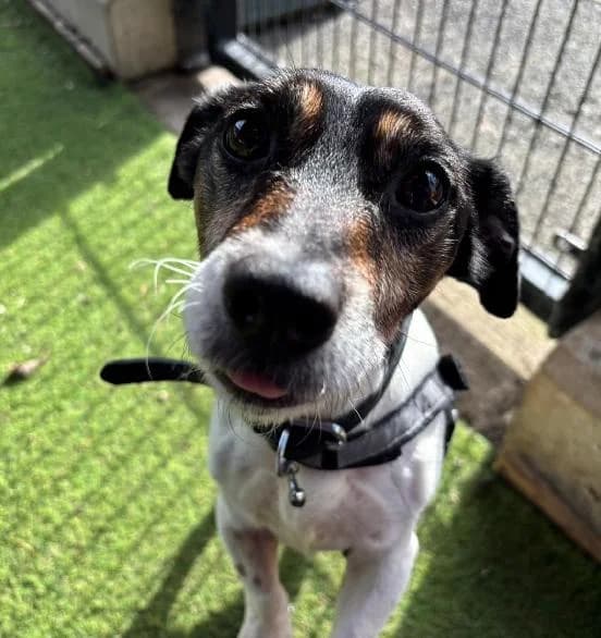 Novo, male Jack Russell Terrier for adoption at Edinburgh