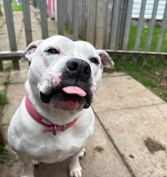 Domi, female young Staffordshire Bull Terrier for adoption at Scottish SPCA, Edinburgh