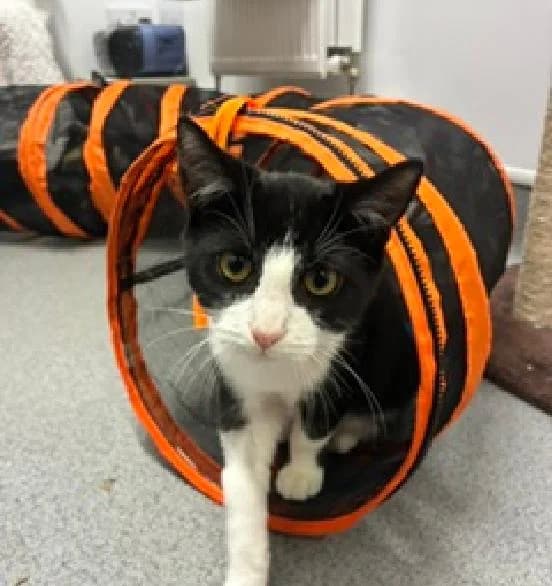 Doro, male puppy Mixed Breed Cat for adoption at Scottish SPCA, Edinburgh