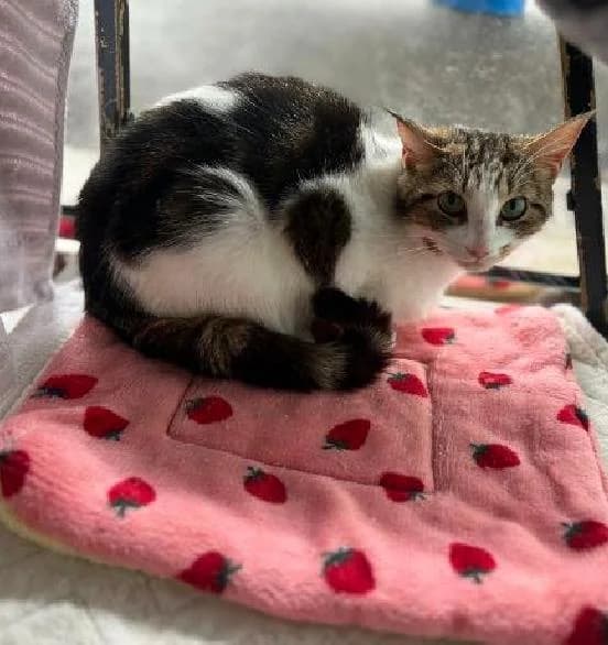 Wild Cat, female young Ragdoll for adoption at Scottish SPCA, Edinburgh
