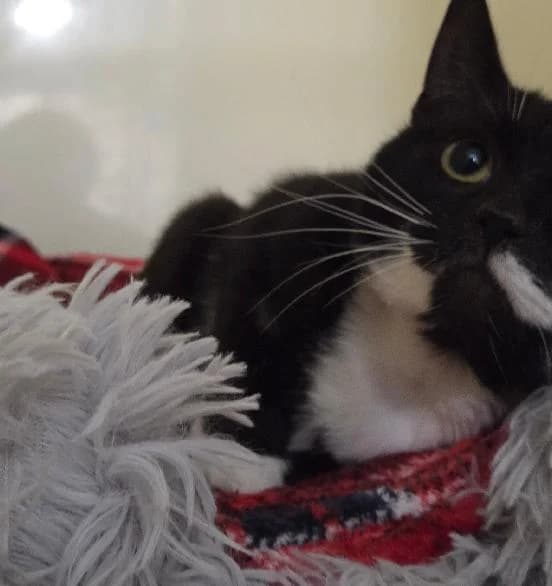 Squeak, female young Mixed Breed Cat for adoption at Scottish SPCA, Edinburgh