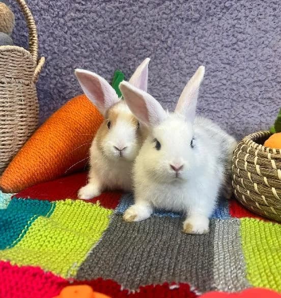 Basil and Parsley, male Mixed Breed for adoption at Scottish SPCA, Edinburgh