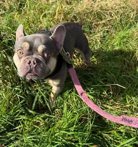Zeus, male 4yo English Bulldog for adoption at Scottish SPCA, Edinburgh