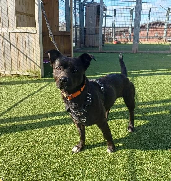 Whiskey, female Staffordshire Bull Terrier for adoption at Scottish SPCA, Edinburgh