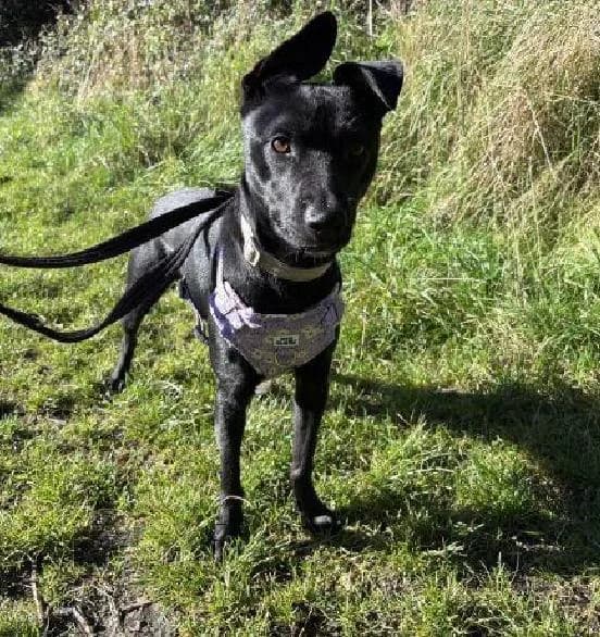 Zuzu, male young Mixed Breed for adoption at Scottish SPCA, Edinburgh