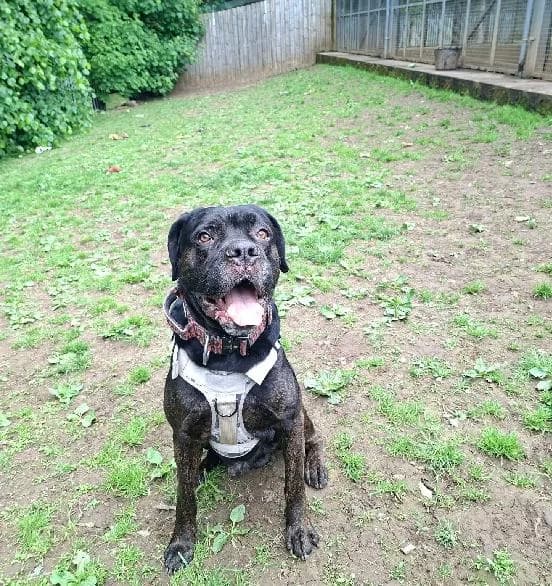 Prince, male 7yo Mastiff for adoption at Scottish SPCA, Edinburgh