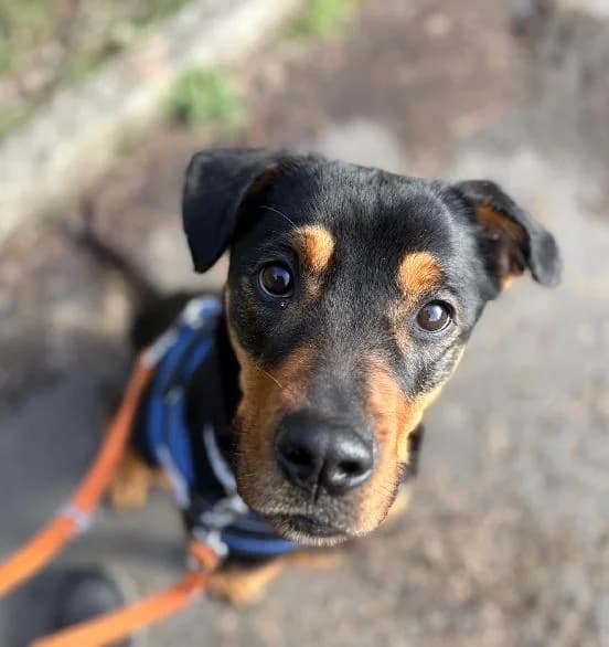 Ruby, female Rottweiler for adoption at Edinburgh