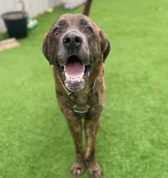 Zeus, male 4yo English Bulldog for adoption at Scottish SPCA, Edinburgh