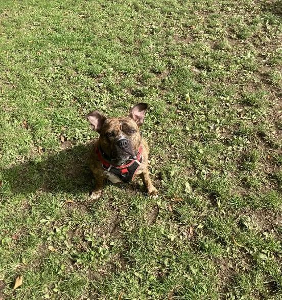 Luna, female 5yo Staffordshire Bull Terrier for adoption at Scottish SPCA, Edinburgh