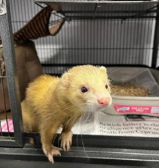 Zagi, male 5yo mixed breed for adoption at Scottish SPCA, Edinburgh