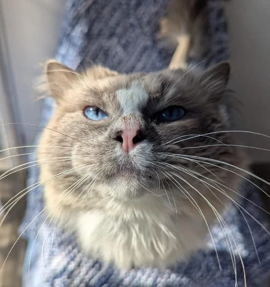 Potts, male Ragdoll for adoption at Scottish SPCA, Edinburgh