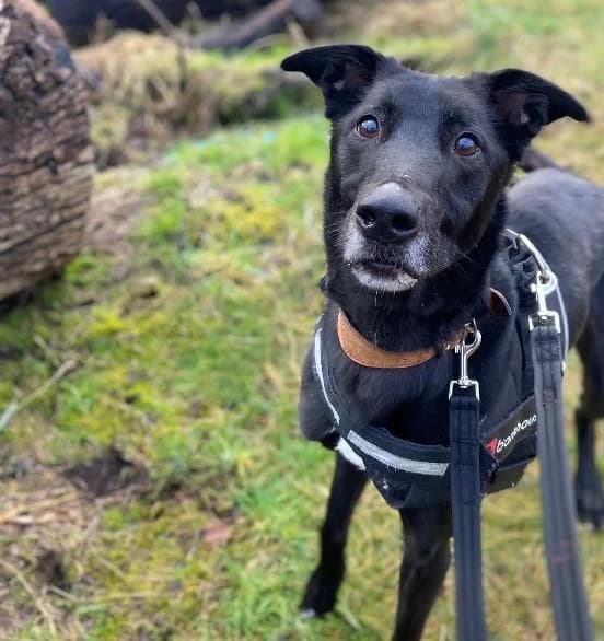 Shadow, male Lurcher for adoption at Edinburgh