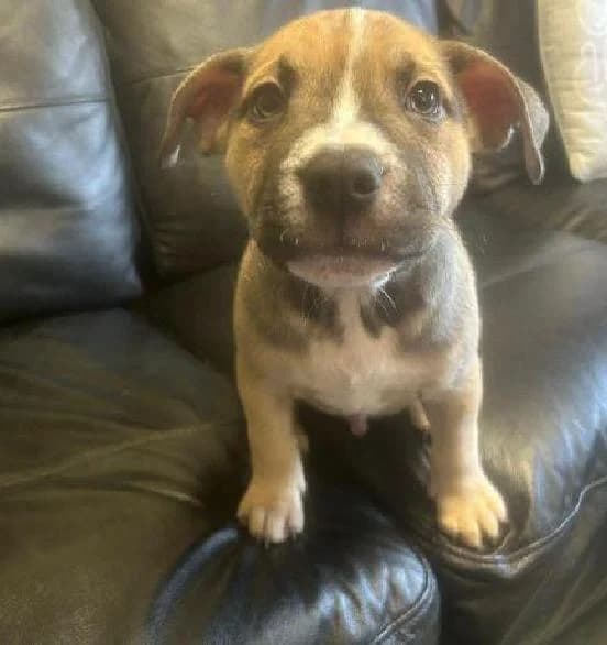 Tigger, male young English Bulldog for adoption at Scottish SPCA, Edinburgh