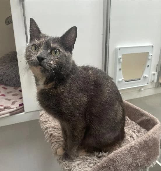 Stardust, female 3yo Mixed Breed Cat for adoption at Scottish SPCA, Edinburgh