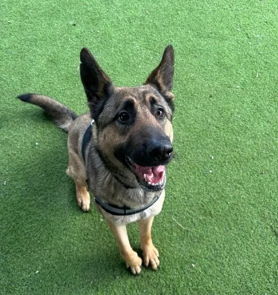 Pagan, female Belgian Malinois for adoption at Edinburgh