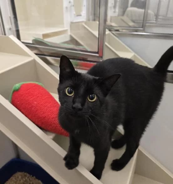 Goose, male young Mixed Breed Cat for adoption at Scottish SPCA, Edinburgh
