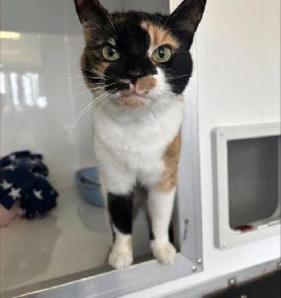 Precious, female senior Mixed Breed Cat for adoption at Scottish SPCA, Edinburgh