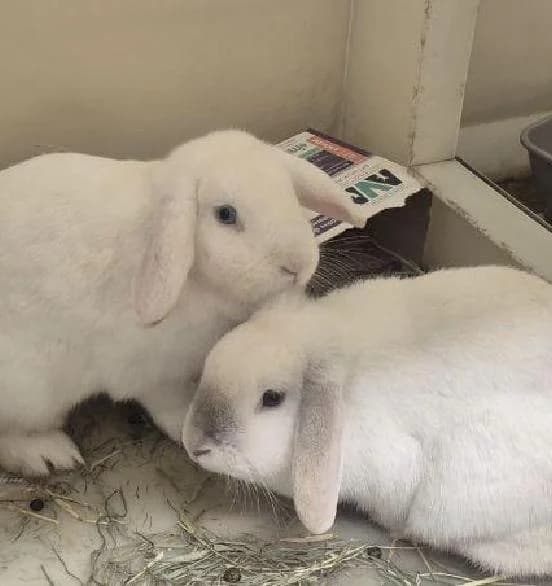 Smokey and Snowy, female Mixed Breed for adoption at Scottish SPCA, Edinburgh