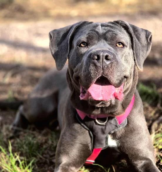 Bella, female Cane Corso for adoption at Edinburgh