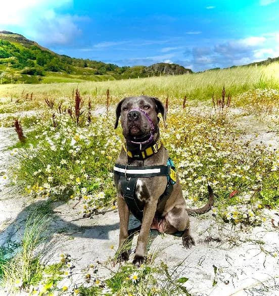 Bella, female 3yo Cane Corso for adoption at Scottish SPCA, Edinburgh