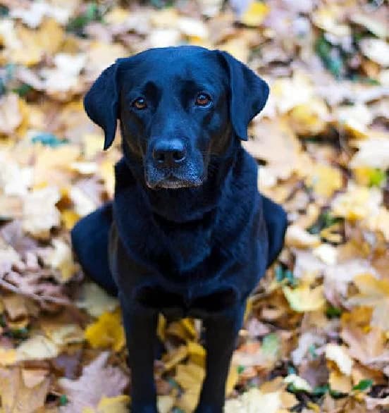 Callie, female 6yo Labrador Retriever for adoption at Scottish SPCA, Edinburgh