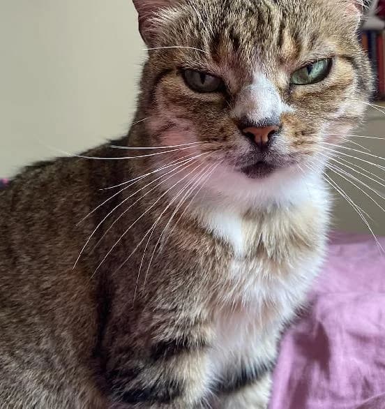 Mika, female senior Mixed Breed Cat for adoption at Scottish SPCA, Edinburgh