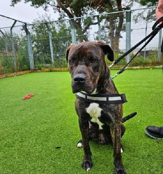 Tyson, male young Presa Canario for adoption at Scottish SPCA, Edinburgh