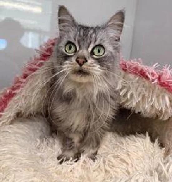 Tabitha, female mixed breed for adoption at Scottish SPCA, Edinburgh