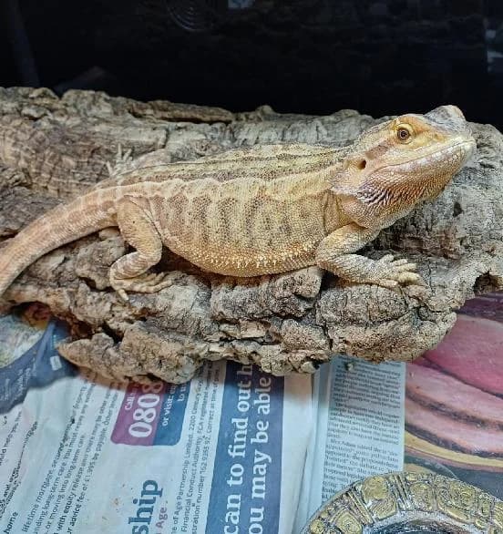 Sunfire, mixed breed for adoption at Scottish SPCA, Edinburgh